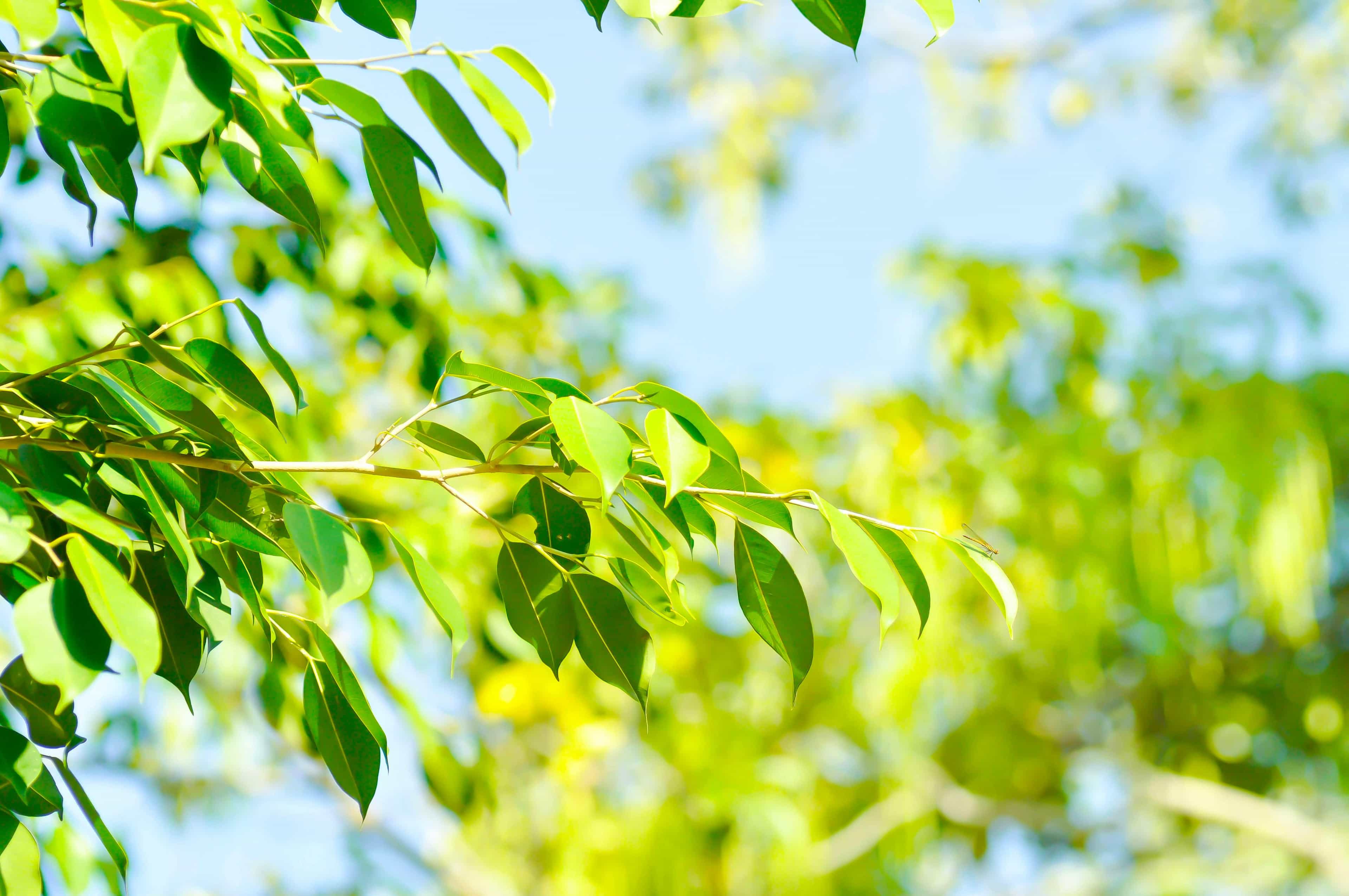 Shot of ficus leaves swaying in the breeze.