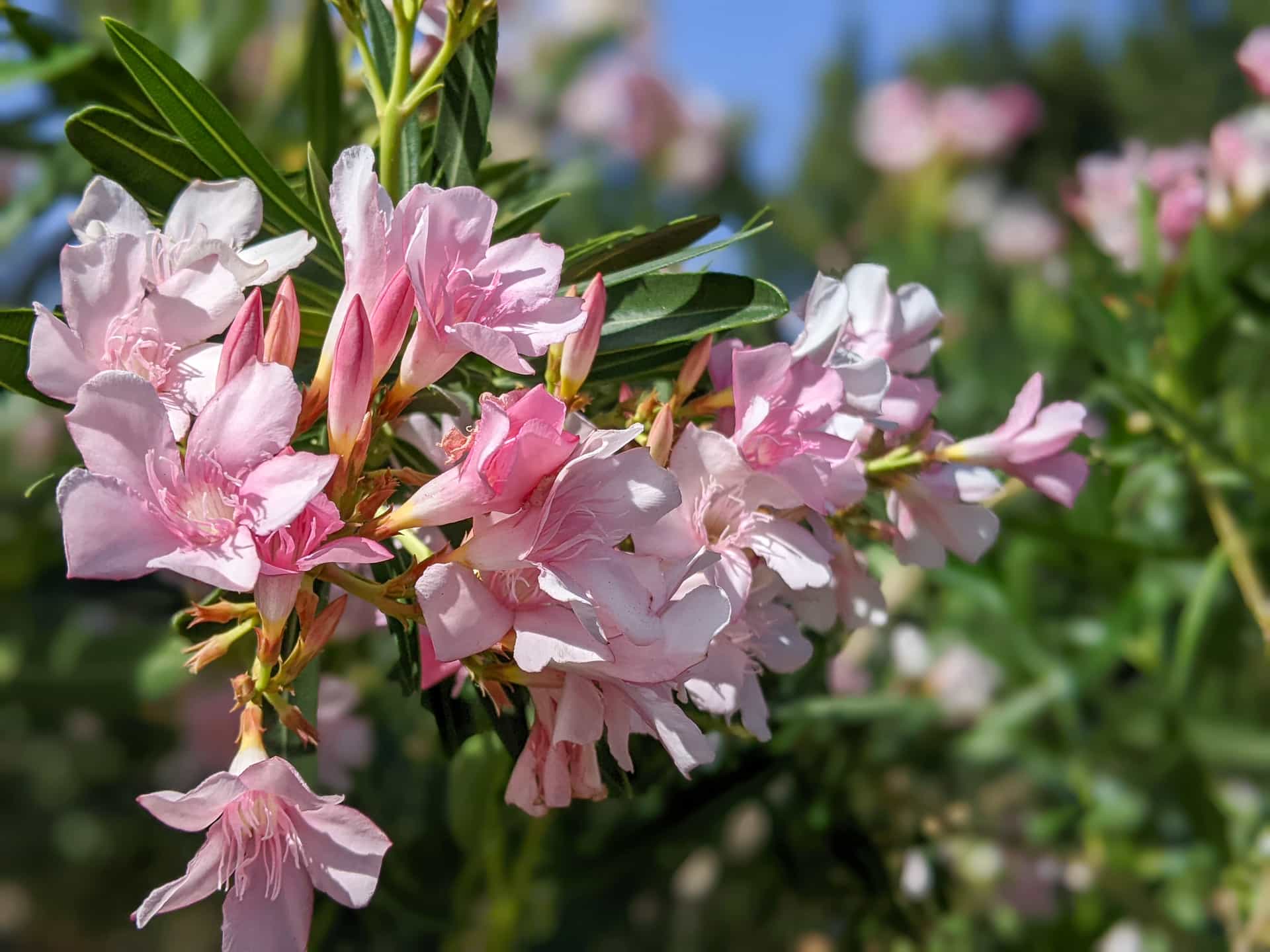 Close up shot of Oleander flowers.
