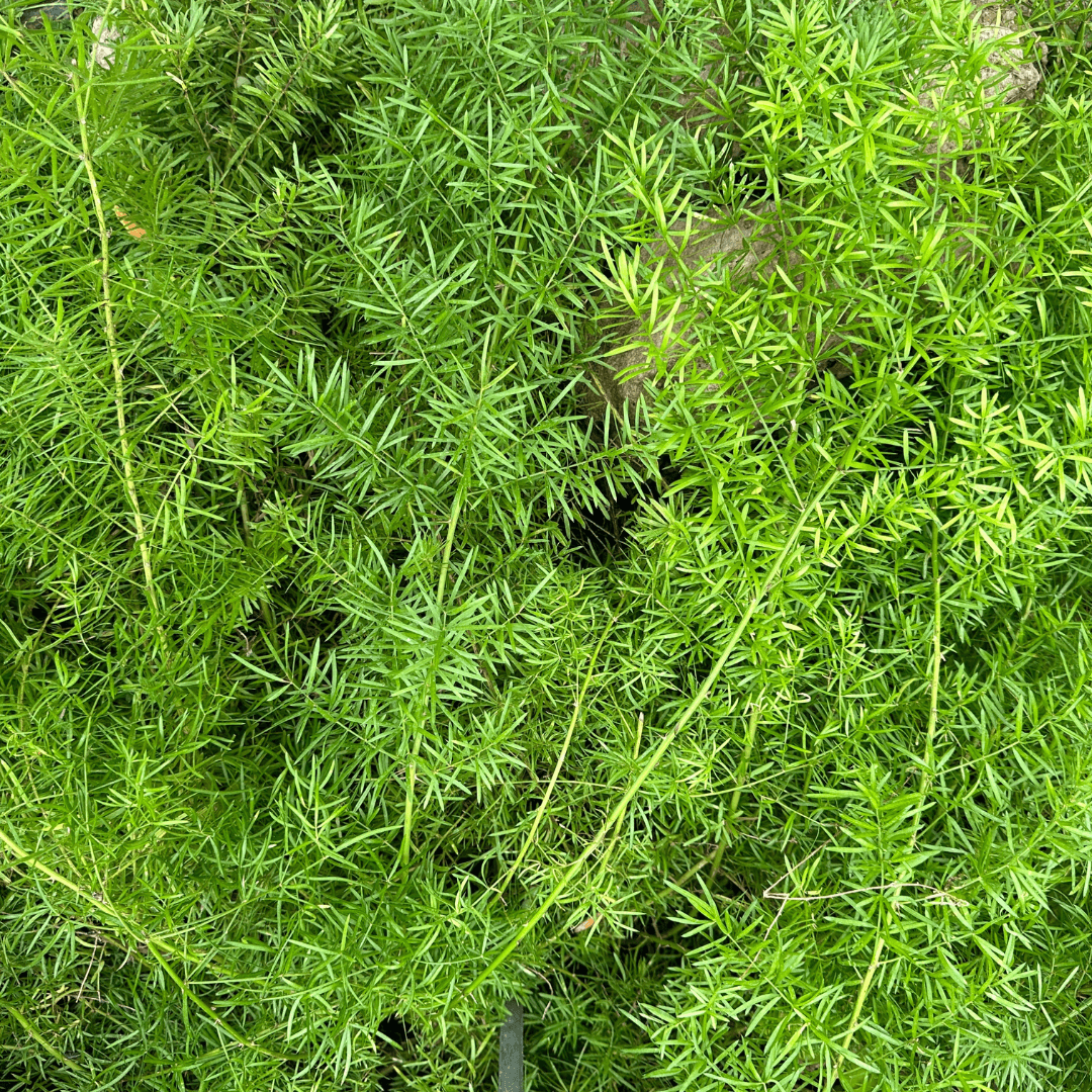 Dense Green Asparagus Fern Close Up Planted