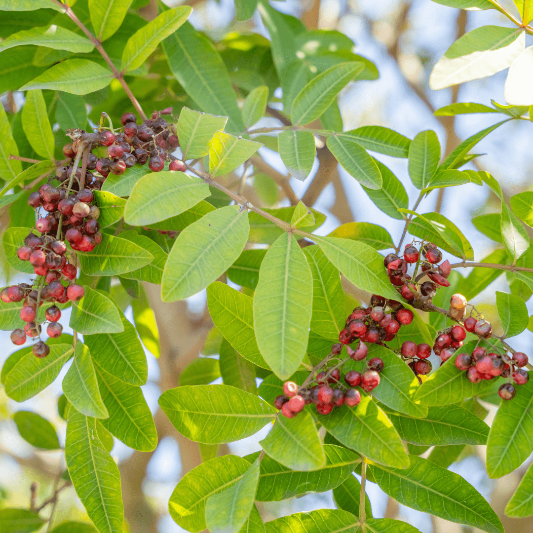 Brazilian Pepper Tree Peppercorn Close Up