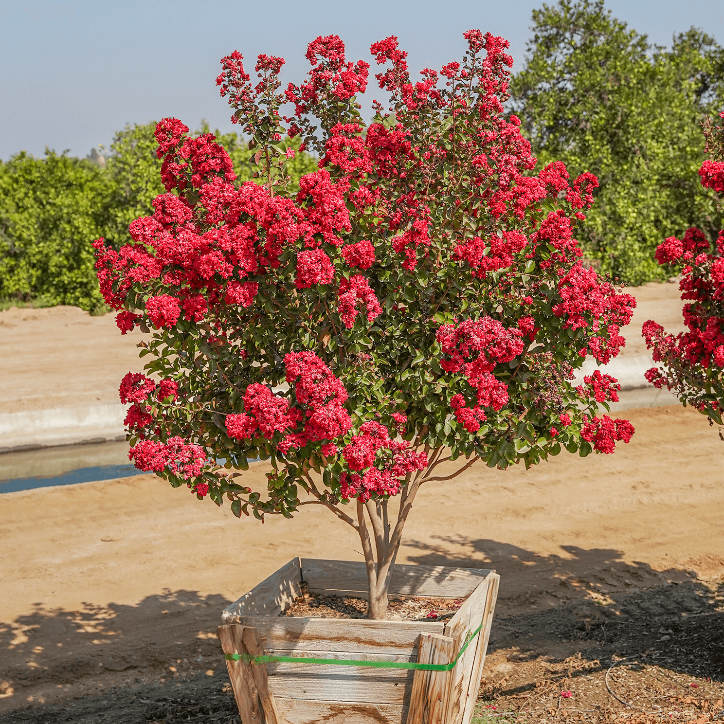 Dynamite Crape Myrtle
