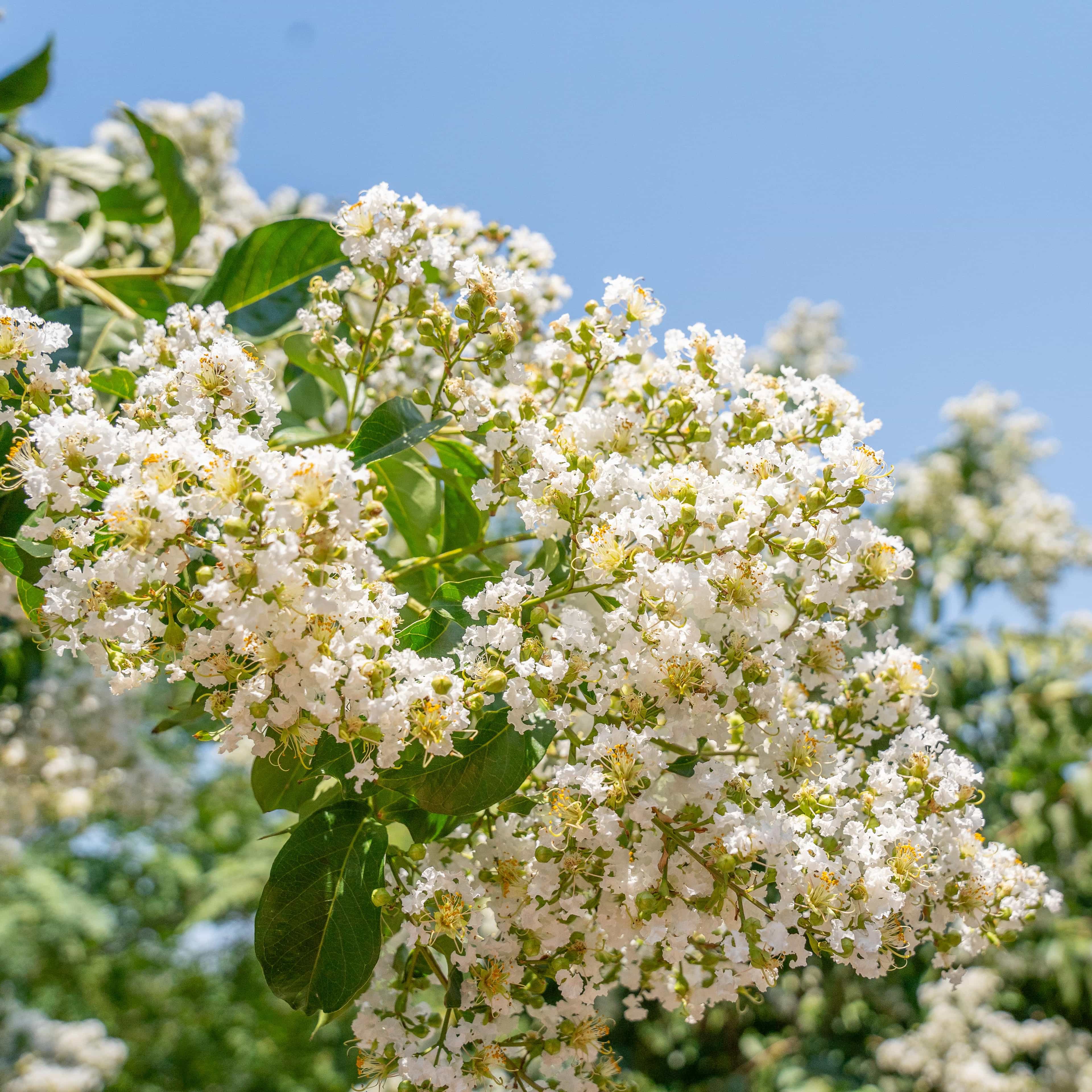 Crape Myrtle Muskagee