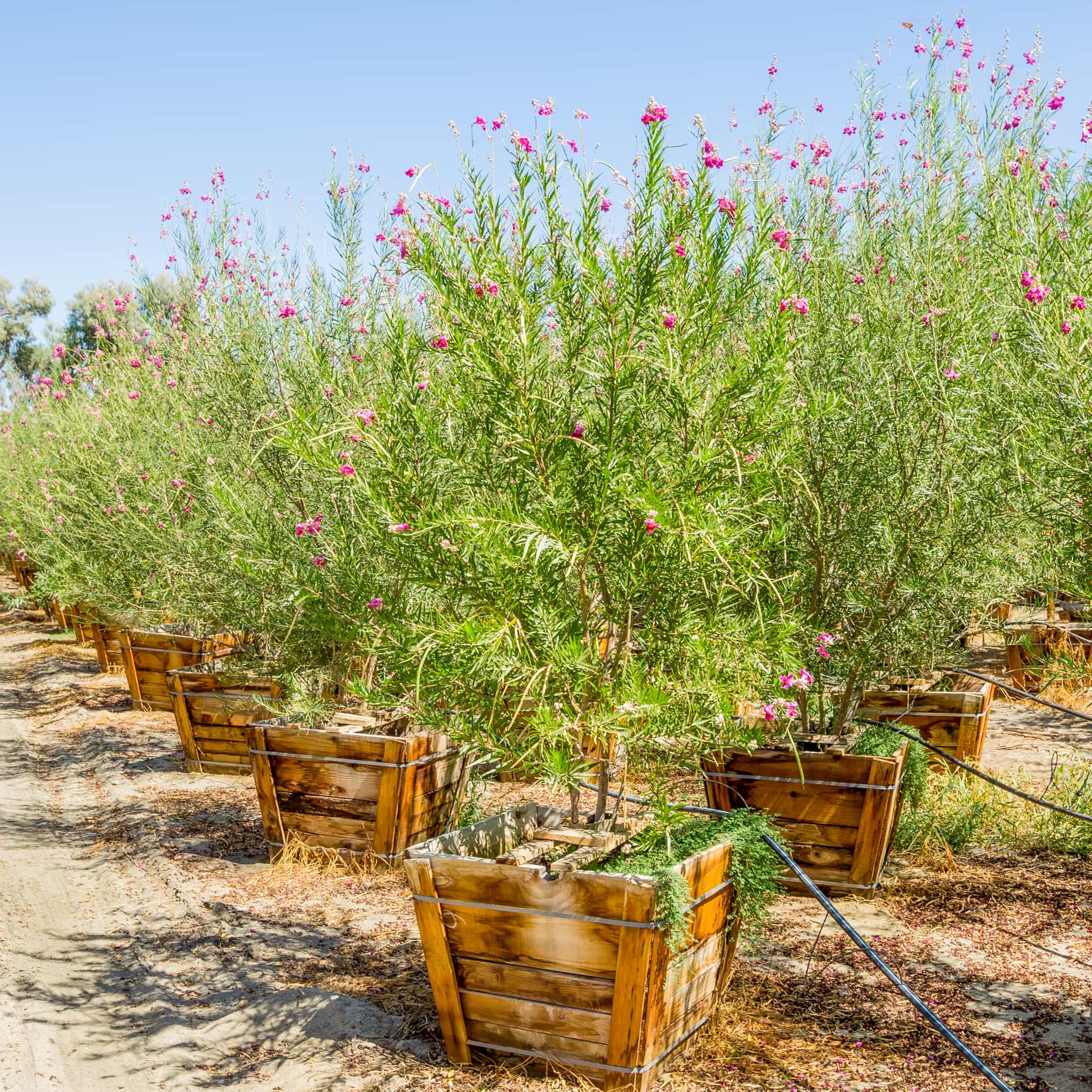 Moon Valley Nurseries Desert Willow