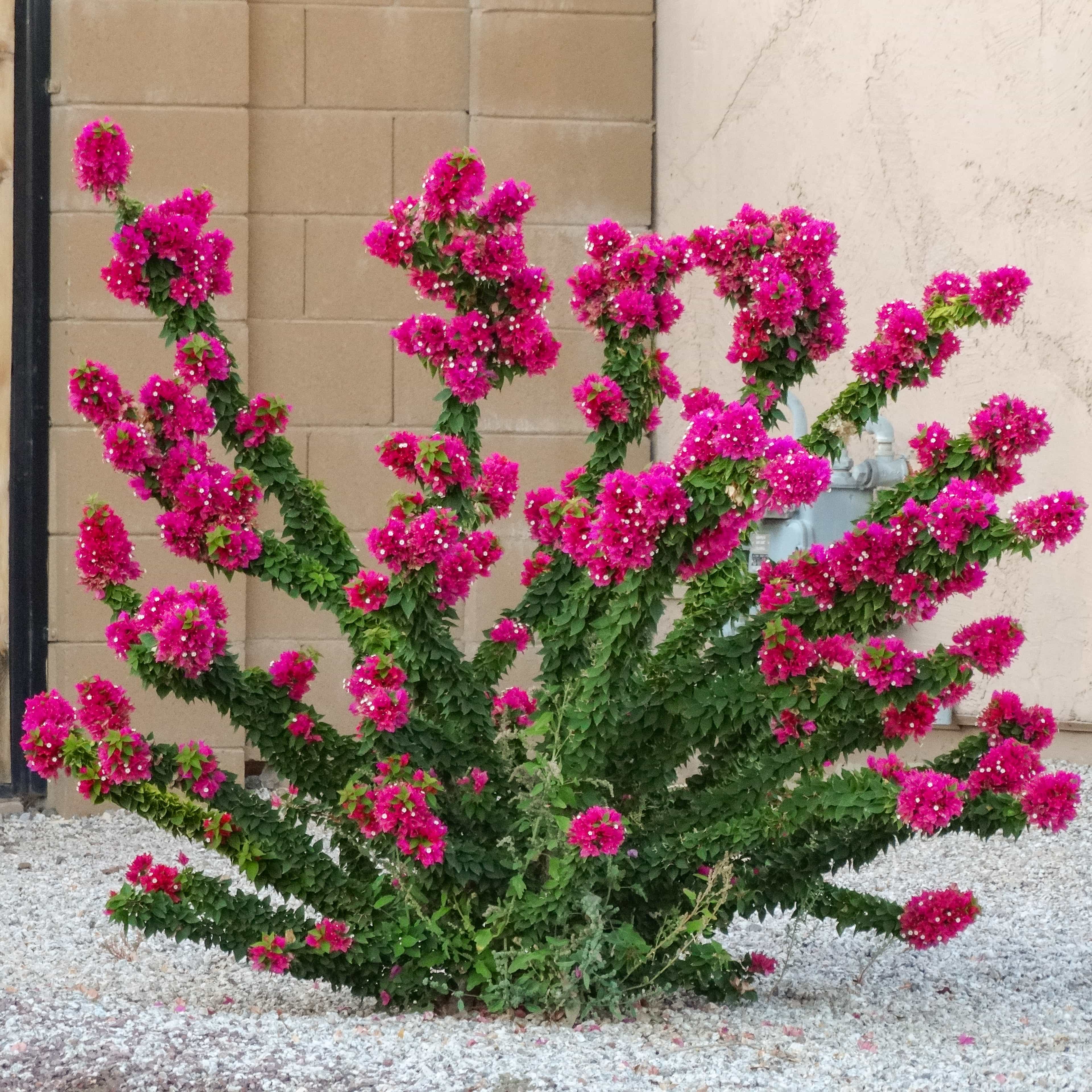 Torch Glow Bouganvillea