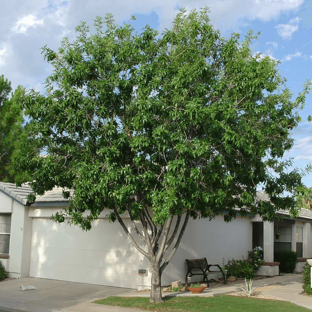 Beautiful Dense Fan Tex Ash Planted