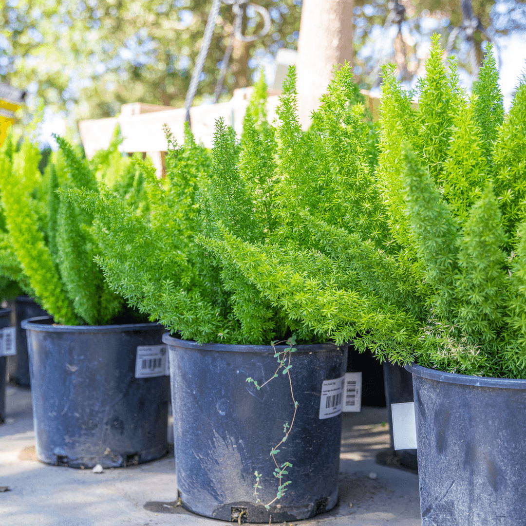 Fox Tail Fern Shrubs