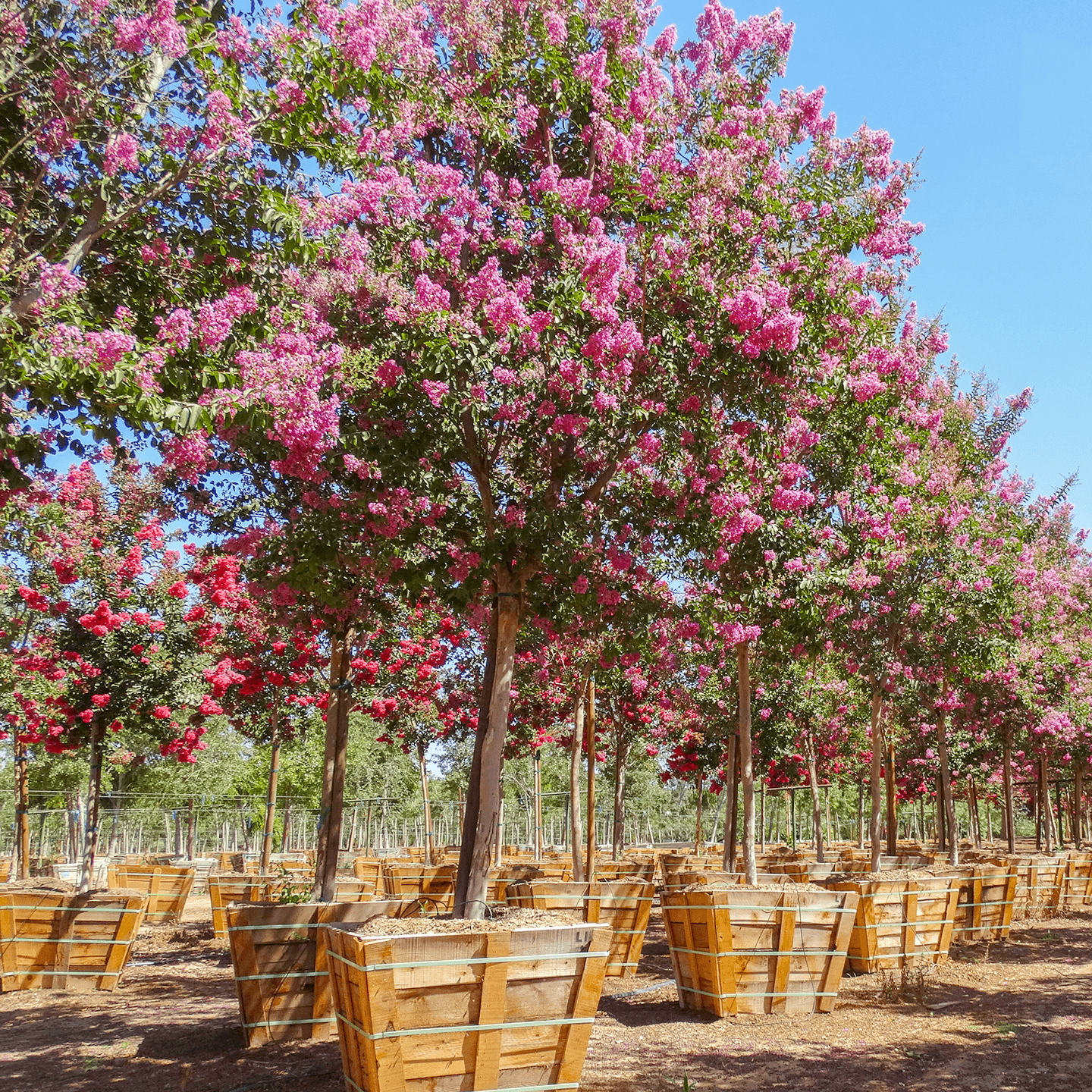 A row of Lipan Crape Myrtles