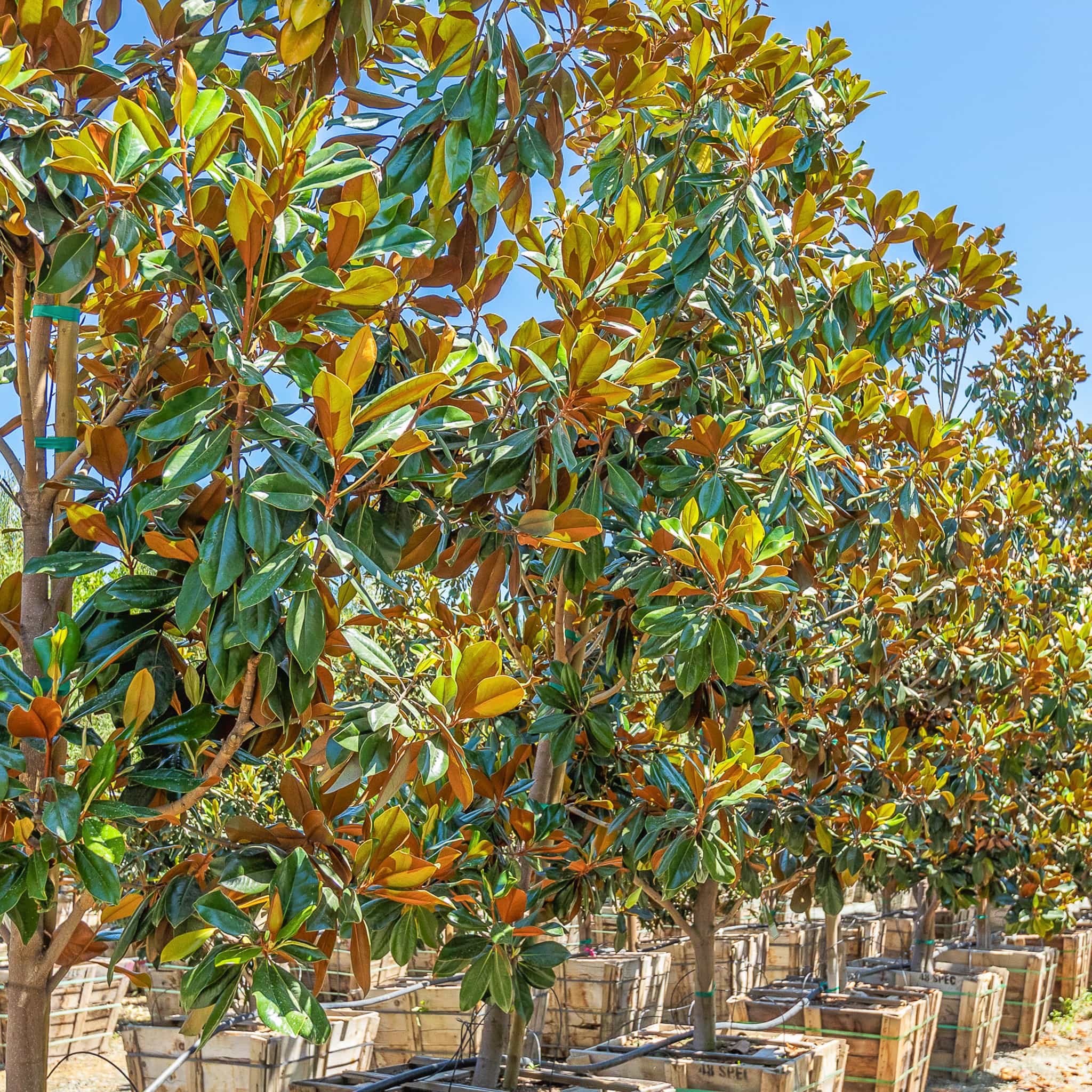 Magnolia Little Gem row