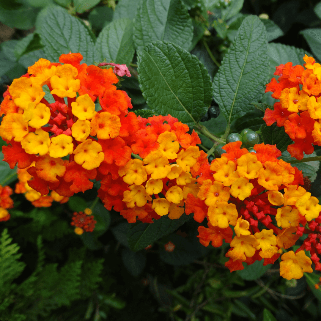 Lantana Radiation Blooms
