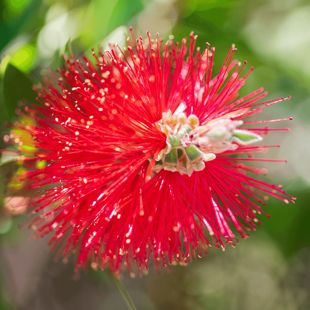 Little John Bottlebrush
