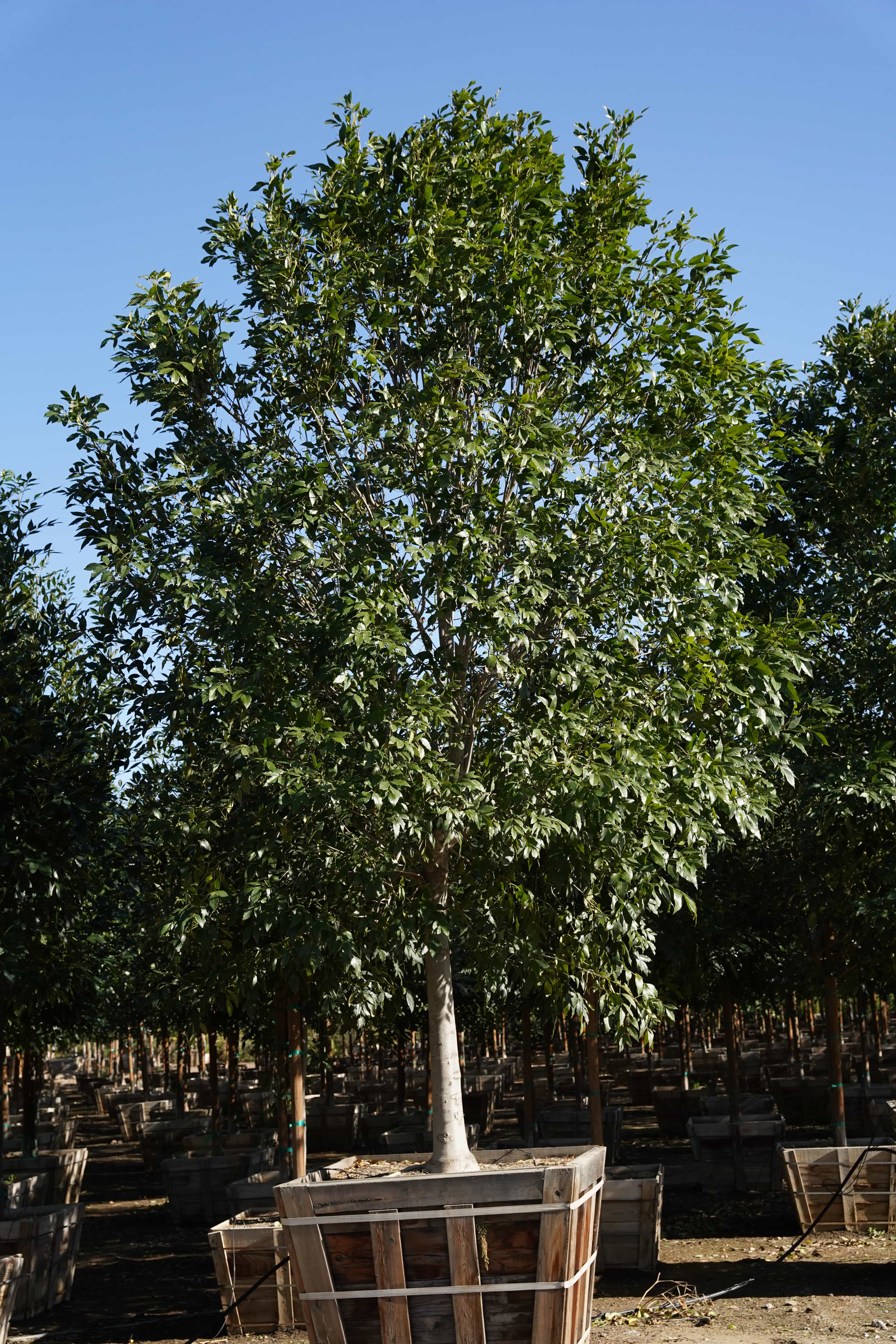 Dense Green Majestic Ash