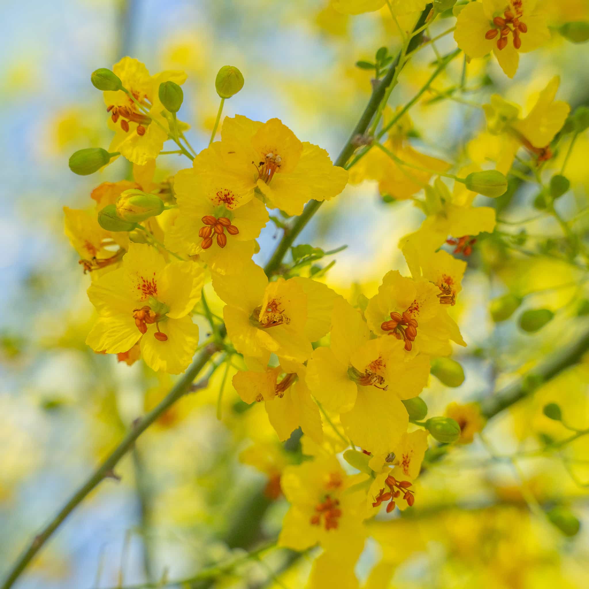 Museum Palo Verdes flowers closeup