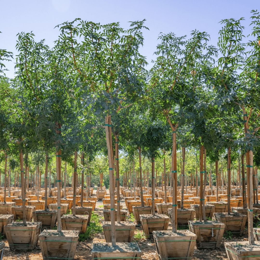 Dense Green Red Push Pistache Trees