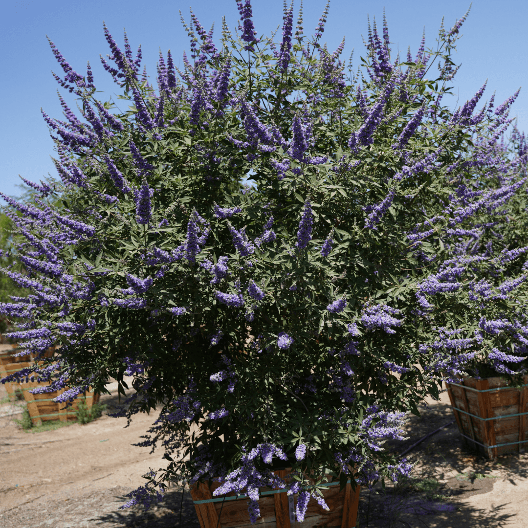 Beautiful Blooming Vitex Tree