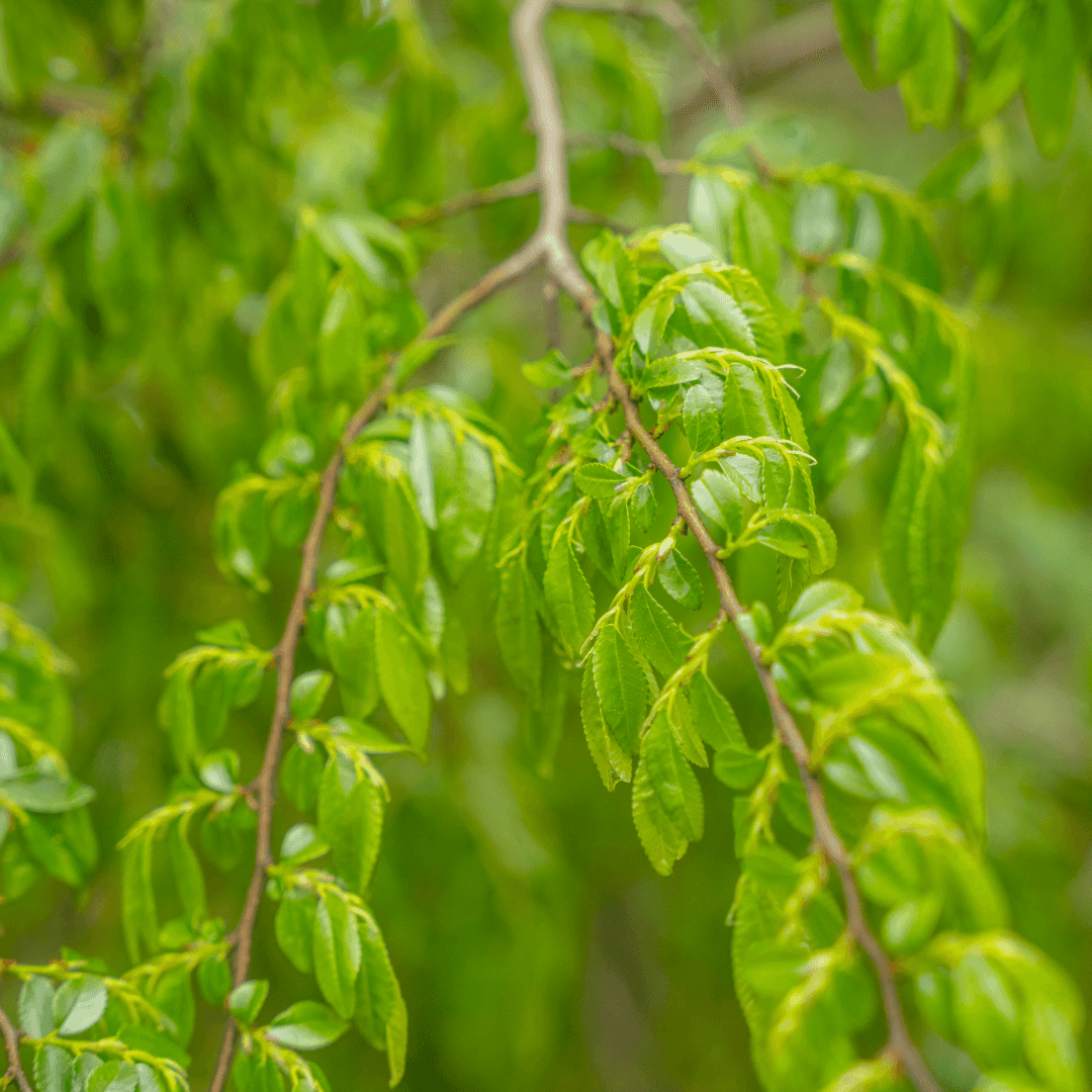 Chinese Elm Close Up
