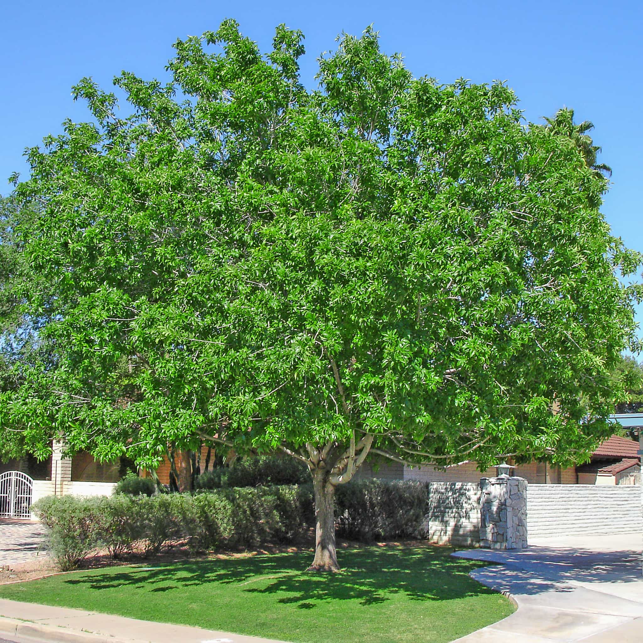 Fan Tex Ash in landscape